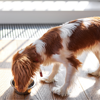 themenwelt bubblenavi allein hundefutter 412x412